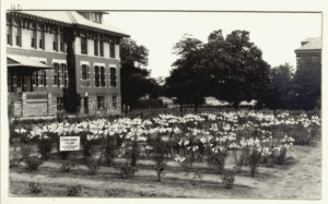 A black and white photo of a bed of Creelman lilies